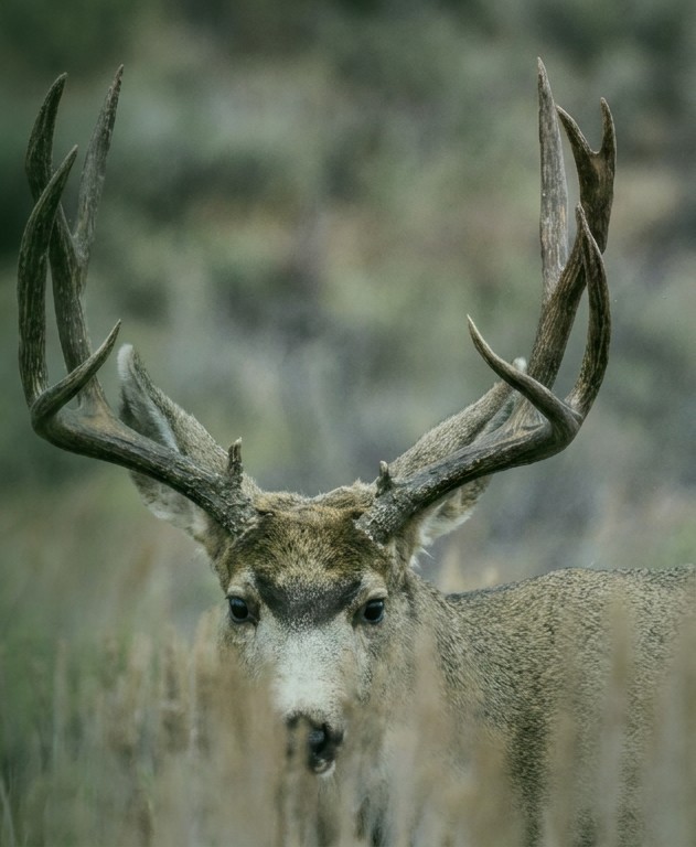 Mule deer buck standing in tall grass